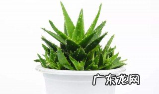 芦荟叶子发黄要剪掉吗 芦荟叶子发黄要剪掉吗图片