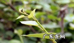 猕猴桃苗木公母区别 猕猴桃苗木公母区别在哪