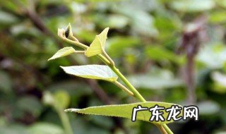 猕猴桃苗木公母区别 猕猴桃苗木公母区别在哪