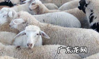 羊肉夏天吃好不好 羊肉夏天吃好不好呢