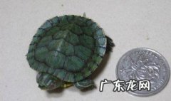 家养的乌龟死了会影响家运吗 家养的乌龟死了怎么办