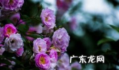 蔷薇开花后需要修剪吗视频 蔷薇开花后需要修剪吗