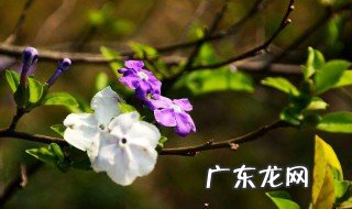 鸳鸯茉莉怎么修剪 鸳鸯茉莉怎么修剪图解