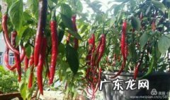 辣椒怎么人工授粉的 辣椒怎么人工授粉