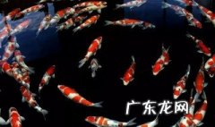 重庆网红鲤鱼怎么通人性 重庆鲤鱼怎么做好吃