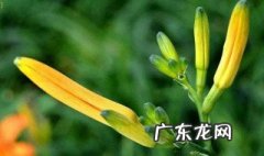 忘忧草代表什么意思 忘忧草代表什么意思和含义