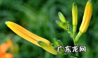 忘忧草代表什么意思 忘忧草代表什么意思和含义
