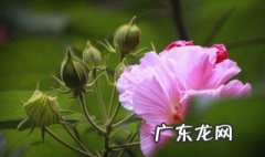 迎宾芙蓉的养殖方法及注意事项 迎宾芙蓉的养殖方法及注意事项图片