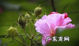 迎宾芙蓉的养殖方法及注意事项 迎宾芙蓉的养殖方法及注意事项图片