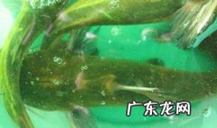 黄骨鱼怎么钓法 黄骨鱼怎么样好钓
