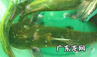 黄骨鱼怎么钓法 黄骨鱼怎么样好钓
