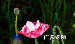 虞美人怎么出种子 虞美人怎么留种子