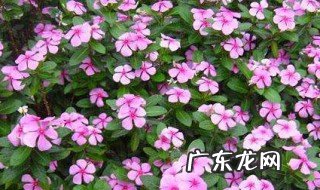 长春花好养吗一直开花吗 长春花好养吗