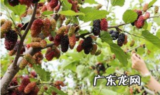 桑葚染到衣服上怎么办 桑葚染衣服怎么洗