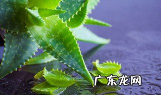 芦荟胶怎么使用 芦荟胶怎么使用效果最好