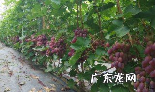 葡萄苗什么时候种植好 东北葡萄苗什么时候种植好