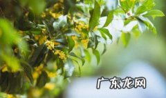 庭院最适合栽种的树木有哪些 庭院最适合栽种的树木