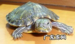 龟箱水发黄是什么原因 龟缸内水黄需要换吗