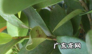 榕树叶子发黄的原因 榕树叶子发黄的原因有哪些