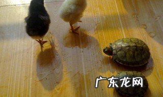 小乌龟一天喂几次,大约喂多少粒 小乌龟一天喂几次