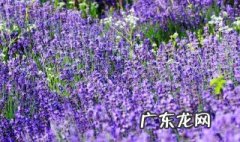 薰衣草如何播种 薰衣草怎么播种