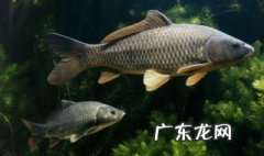 鲤鱼气温多少度合适钓 鲤鱼气温多少度合适钓呢