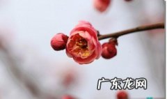 红梅修剪方法如下 红梅修剪方法