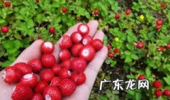蛇莓的功效与作用 蛇莓的功效与作用吃法