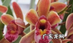 兰花种类有哪些品种 兰花种类有哪些