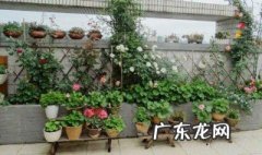 阳台上养了花,蚊子多了,咋办 阳台养花小蚊子好多怎么办
