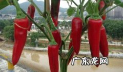 阳台挂辣椒有讲究吗 阳台挂辣椒有讲究吗图片