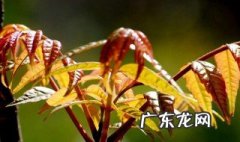 香椿树种院子什么位置好 香椿树种院子什么位置