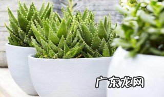佛前摆什么花比较好 佛前摆什么绿植物好