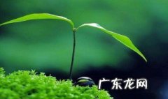 描写春天美景的成语 描写春天美景的成语或词语或成语或句子