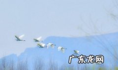 一行白鹭上青天全诗简笔画 一行白鹭上青天全诗