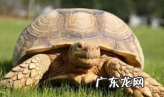 阳台乌龟晒不到太阳怎么办 阳台养龟晒不到阳光