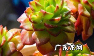 多肉植物怎样种 如何用多肉种多肉