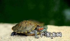 乌龟怎么分公母 巴西 乌龟怎么分公母