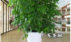 冬天客厅放什么绿植 冬天客厅里能摆放什么耐寒植物