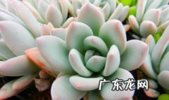多肉植物什么时间扦插最好 多肉植物什么时间扦插最好活
