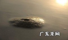 如何饲养海虫视频 如何饲养海虫