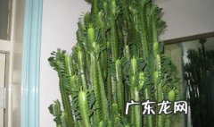 龙骨烂根的处理方法 龙骨烂根处理方法