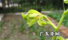 报喜鸟花怎么养 报喜鸟花怎么养还叫什么名字