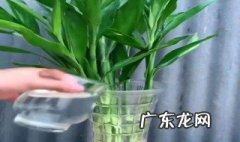 富贵竹刚生根能换水吗视频 富贵竹刚生根能换水吗