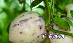 人参果树几年结果? 人参果树几年开花结果