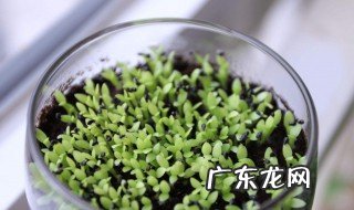 火龙果扦插多久发芽 火龙果扦插多久发芽