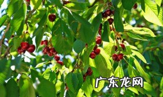 樱桃树怎么授粉 樱桃树怎么授粉最好
