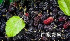 桑葚树什么时候最适宜移植呢 桑葚树什么时候最适宜移植