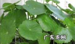 铜钱草叶子需要喷水吗 铜钱草叶子能喷水吗