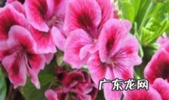 酒糟能不能浇花 酒糟是否可以浇花